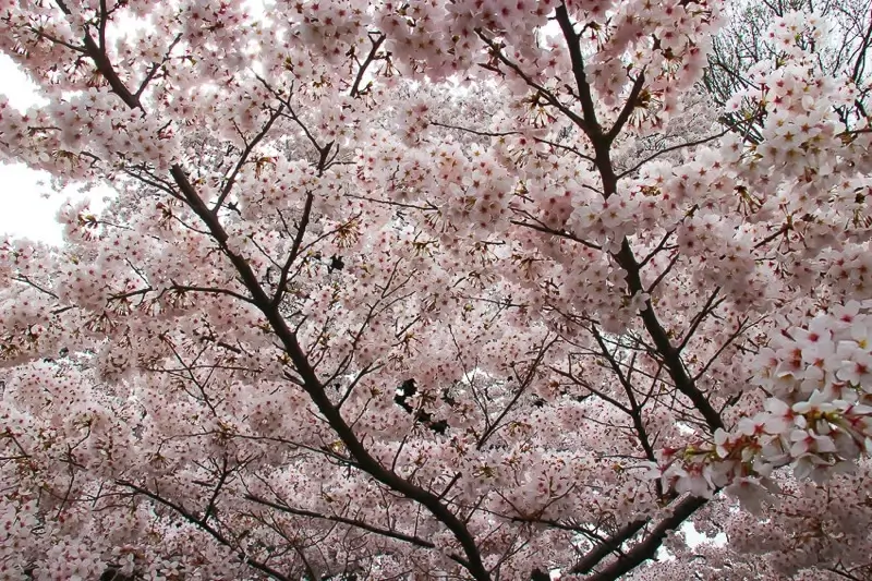 東京２３区内の桜・地域別おすすめコース