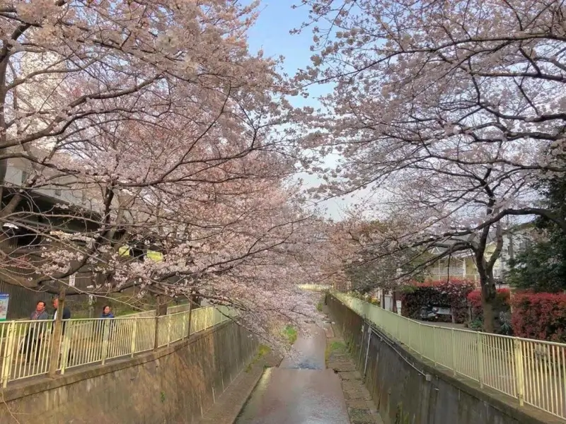 桜並木 二十間道路桜並木 | GATE TO HOKKAIDO | 北海道 旅行・観光情報