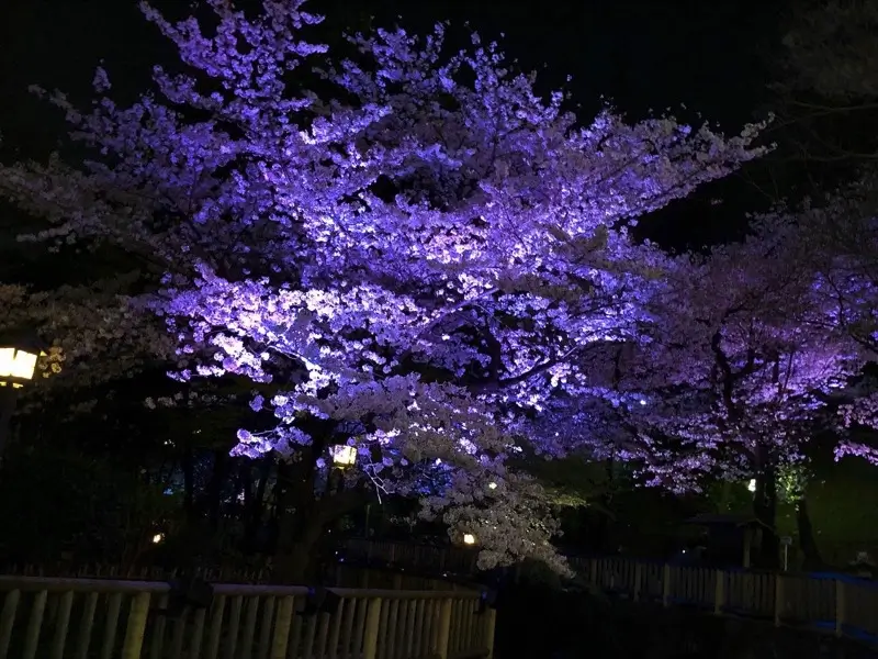 音無親水公園のご案内。（桜と紅葉の季節）