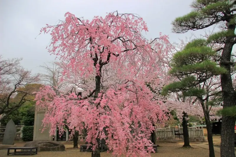 護国寺の桜