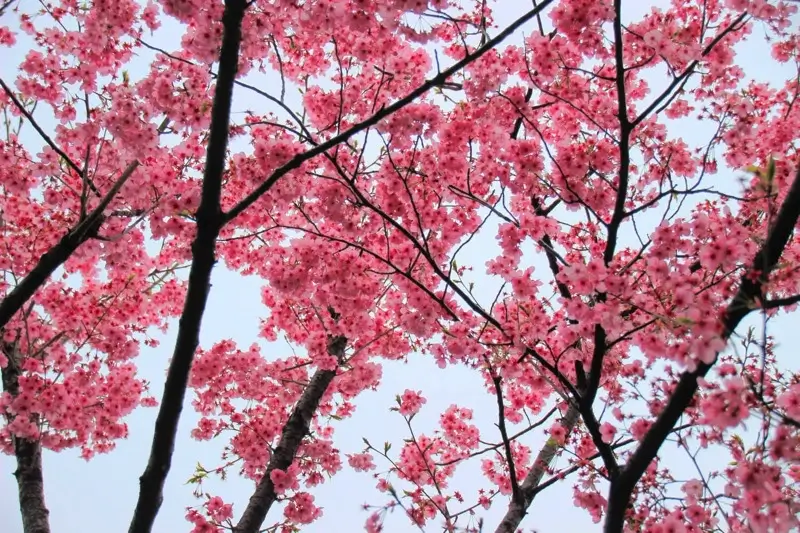 東京２３区内の超定番・桜スポット