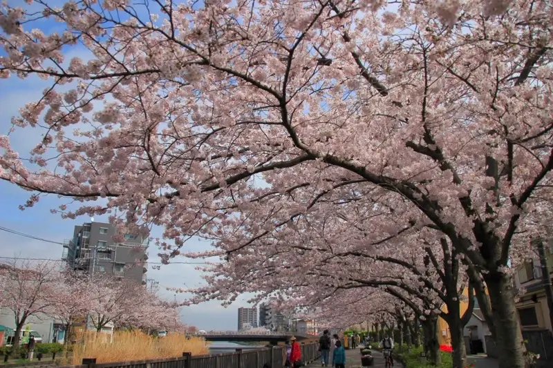 新川千本桜の桜