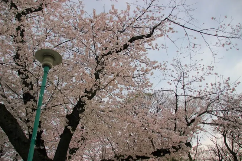 加賀公園の桜