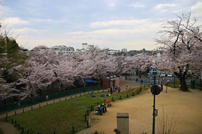 石神井川(王子・板橋) 加賀公園の桜