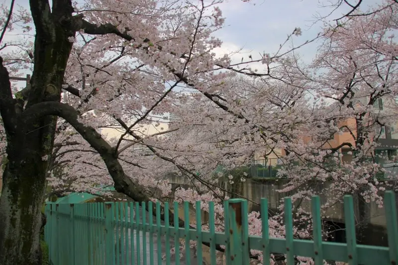 石神井川(王子・板橋) ・帝京大学周辺の桜