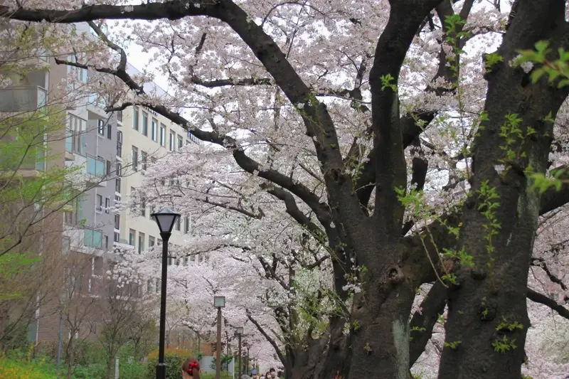 石神井川(王子・板橋) ・帝京大学周辺の桜