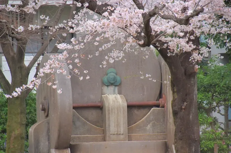 加賀公園の桜