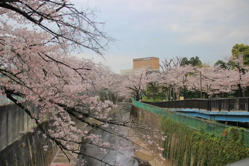 石神井川(王子・板橋) ・滝野川周辺の桜