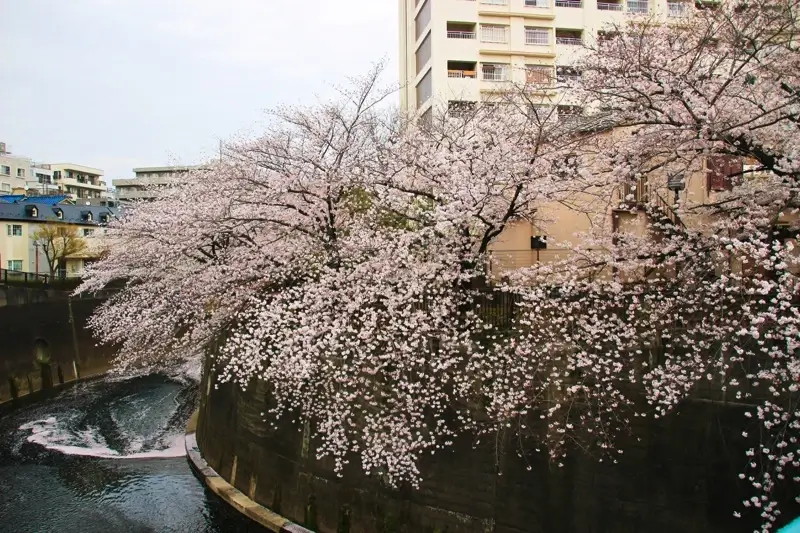 石神井川(王子・板橋) ・滝野川周辺の桜