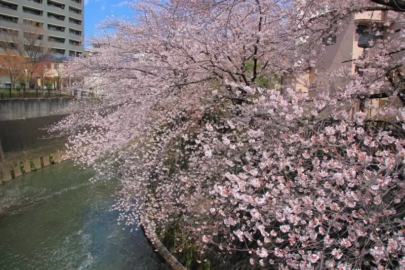 石神井川(王子・板橋) ・音無さくら緑地周辺の桜