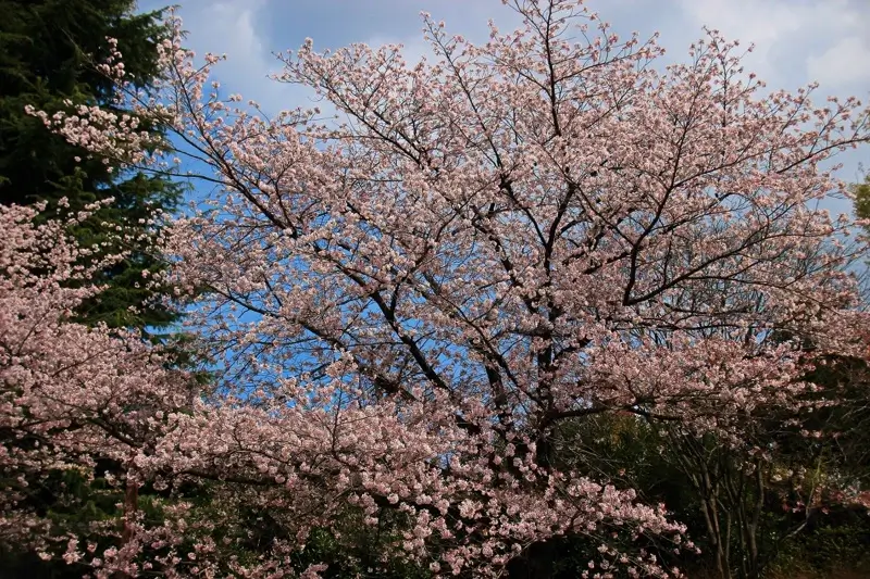 石神井川(王子・板橋) ・音無さくら緑地周辺の桜