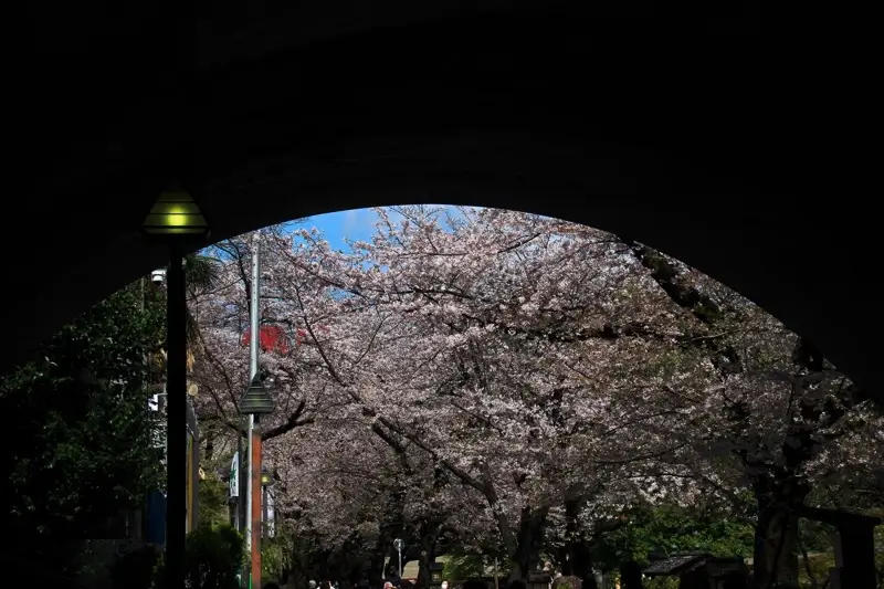音無親水公園の桜