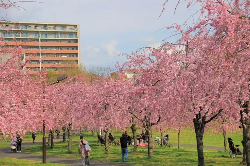 尾久の原公園の桜
