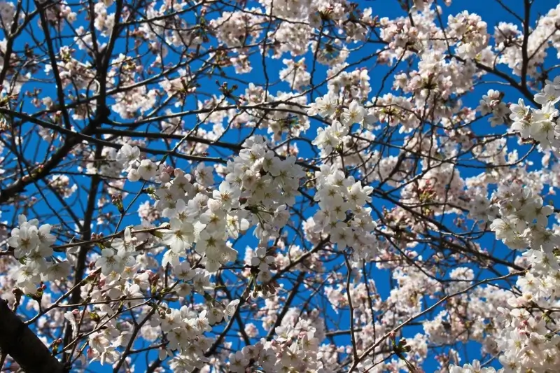 宮城ゆうゆう公園の桜