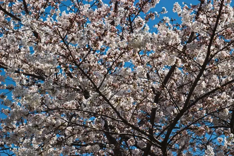 宮城ゆうゆう公園の桜