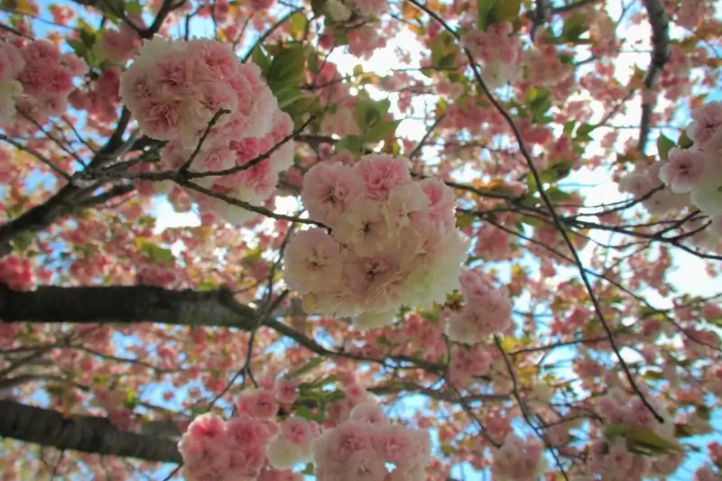 荒川五色桜
